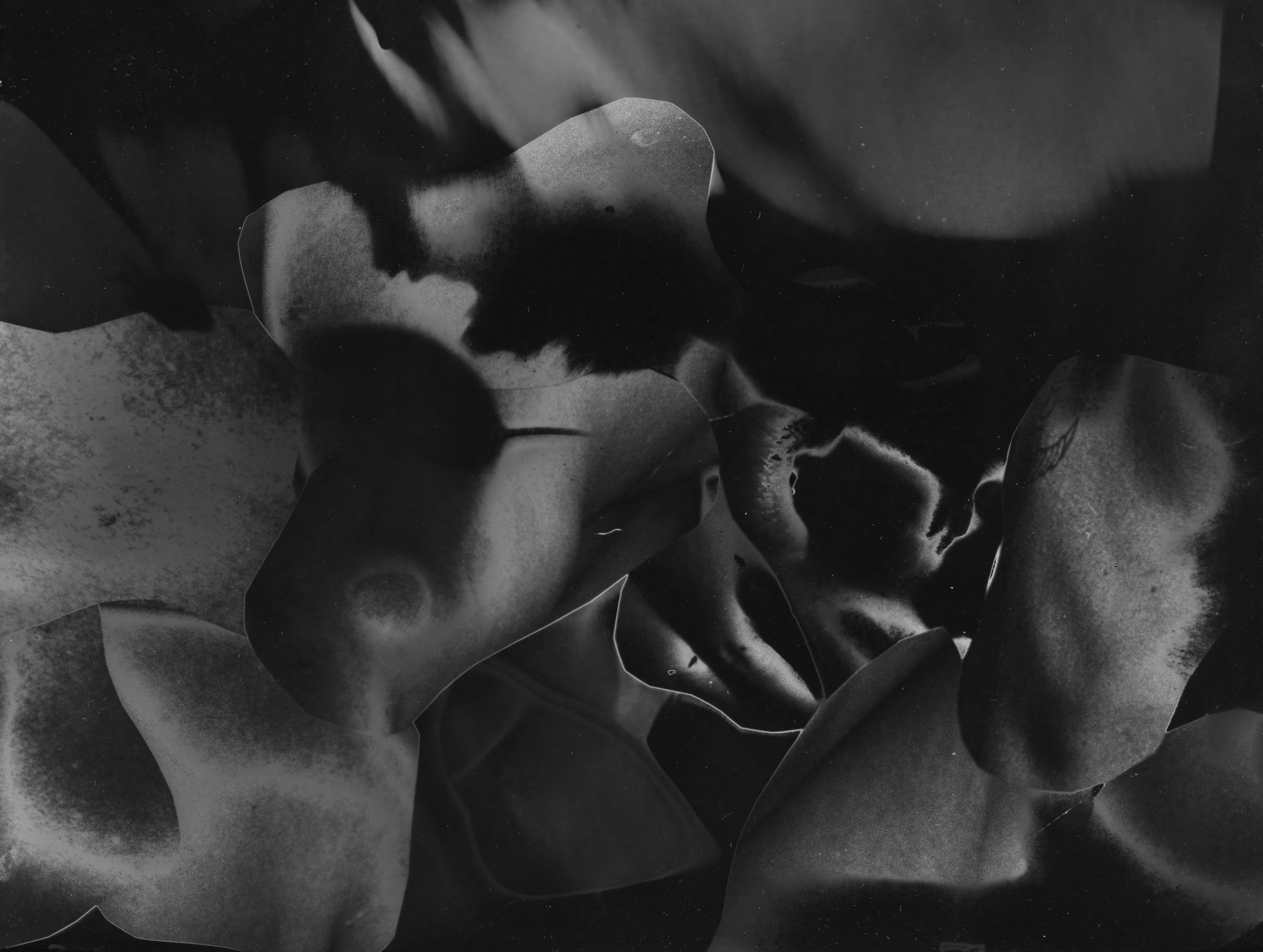 A black and white photo of a white background of various different body parts collaged together and solarized darker.